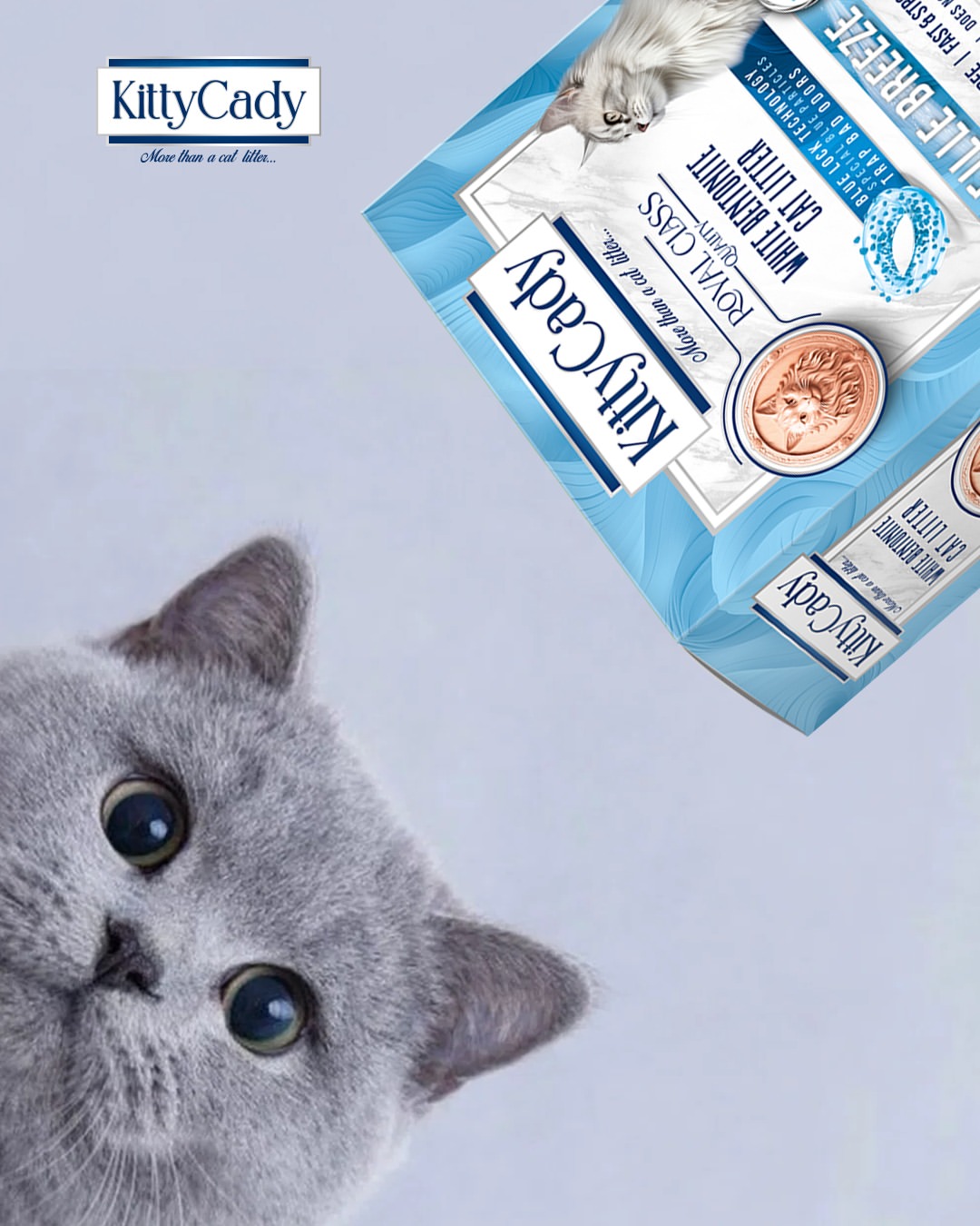 KittyCady Marseille Breeze kutusu ve meraklı gri kedi