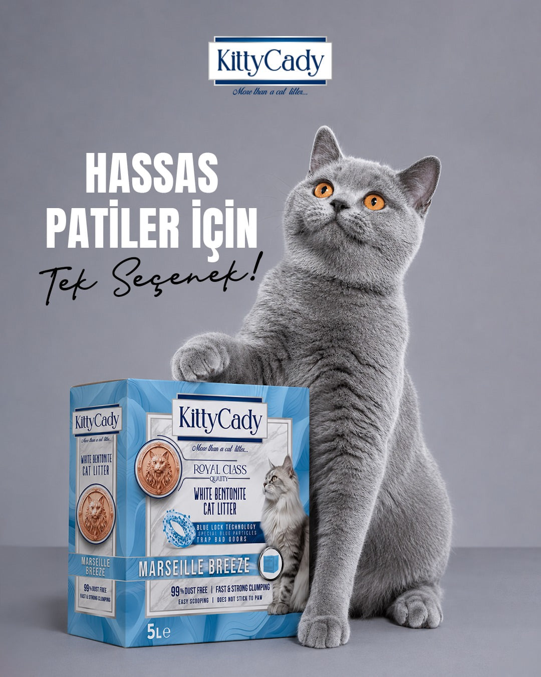 Gri kedi KittyCady Marseille Breeze kutusuna patisini koymuş, hassas patiler için