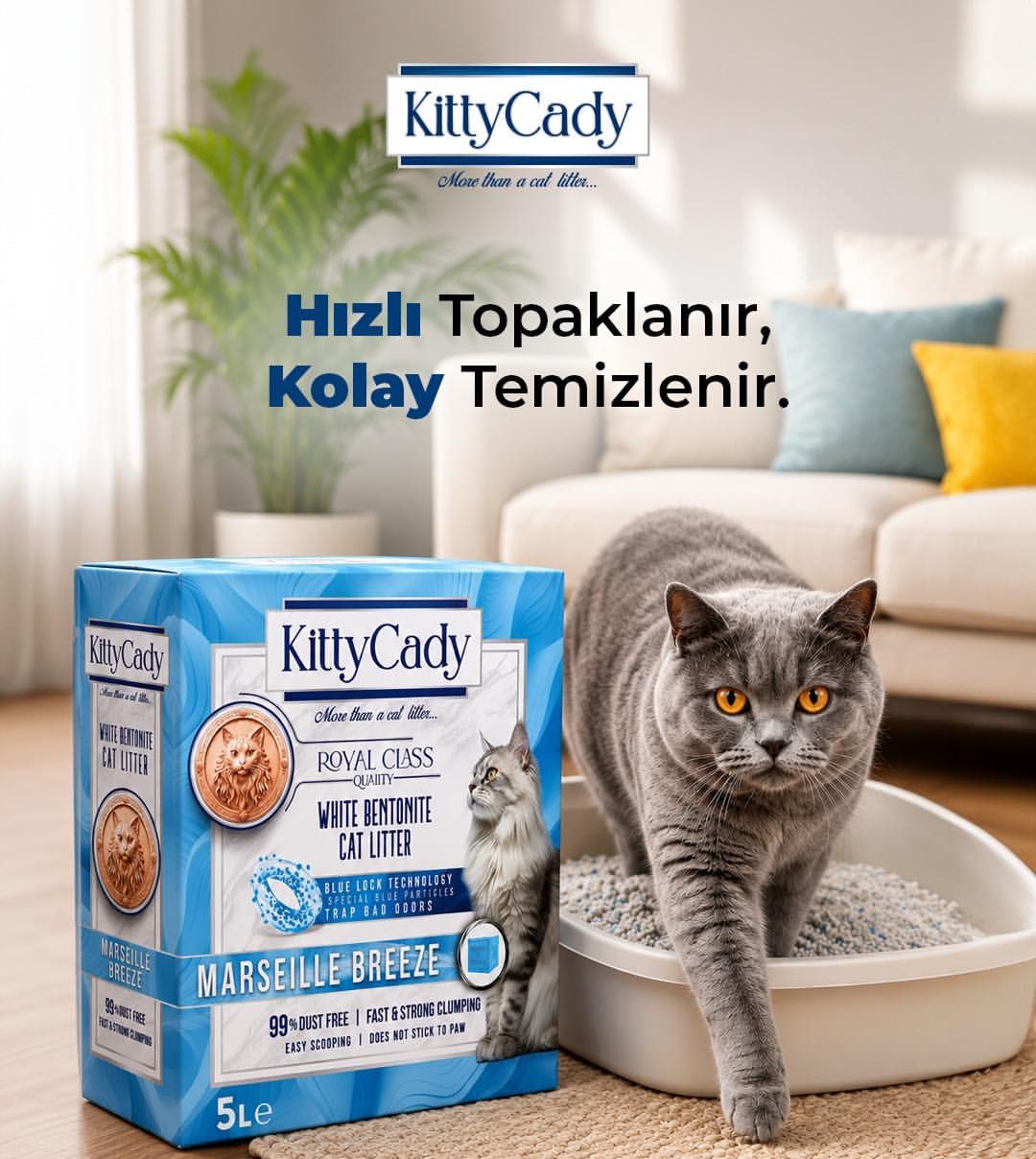 KittyCady N° 02 Marseille Breeze kutusu ve kedi kumu kabından çıkan gri kedi