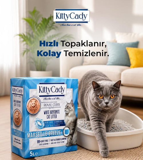 KittyCady N° 02 Marseille Breeze kutusu ve kedi kumu kabından çıkan gri kedi