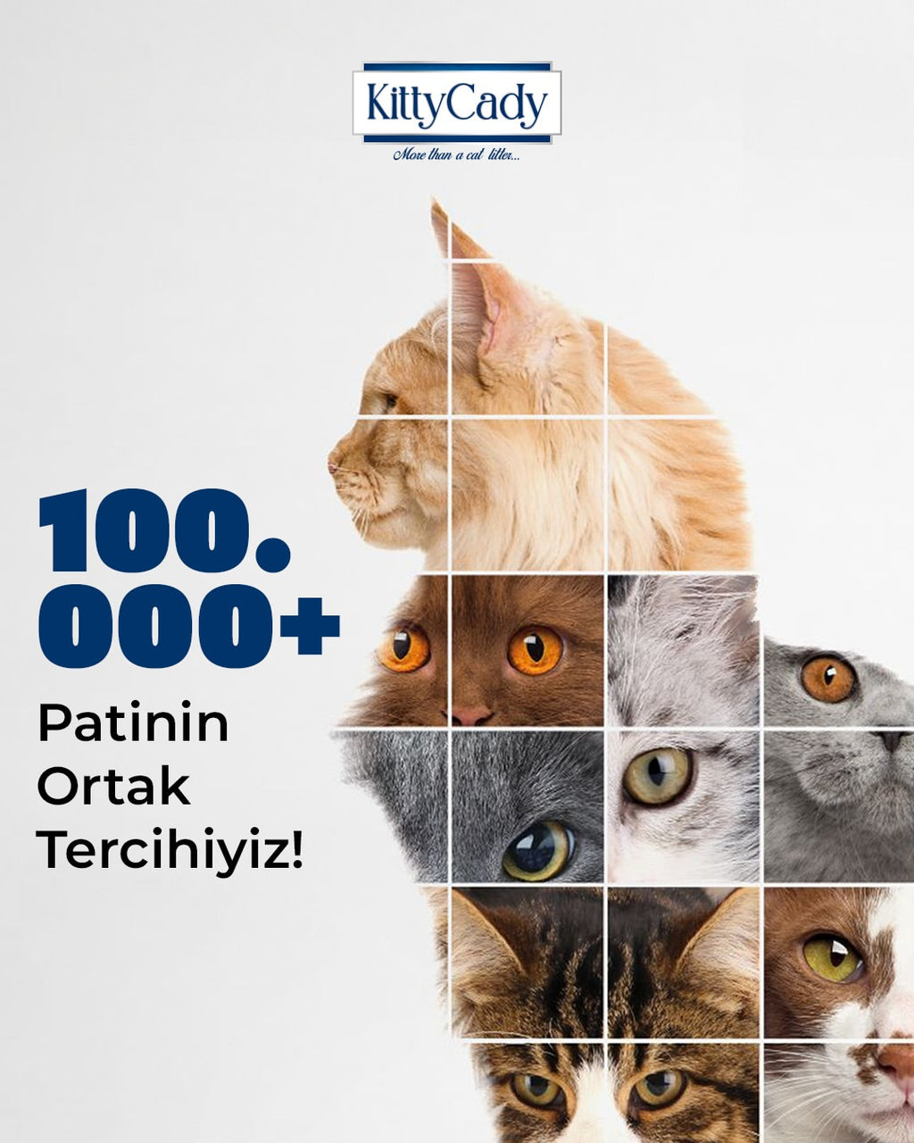 100.000'den fazla kedinin tercihi KittyCady